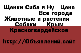 Щенки Сиба и Ну › Цена ­ 35000-85000 - Все города Животные и растения » Собаки   . Крым,Красногвардейское